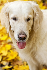 Golden labrador retriever with protruding tongue is in autumn pa