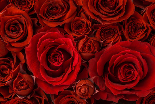 48 509 Best 薔薇 Images Stock Photos Vectors Adobe Stock 48 509 Best 薔薇 Images Stock Photos Vectors Adobe Stock