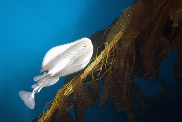 Electric Torpedo Ray swimming through kelp