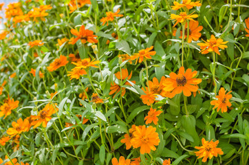 Zinnia angustifolia flowers