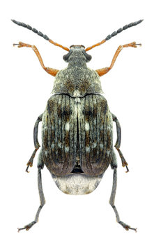 Beetle Bruchus rufimanus