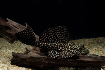 セイルフィンプレコ