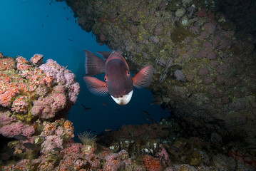 Obraz premium Sheephead fish at California reef