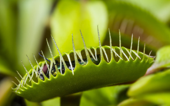 venus flytrap - dionaea muscipula with a trapped fly