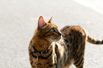 Bengal cat standing in road