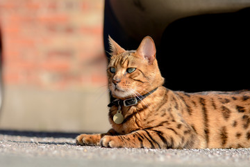 Bengal cat laying on pavement in sun