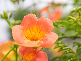 Obraz premium OLYMPUS DIGITAL CAMERA