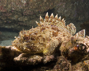 California Scorpion fish