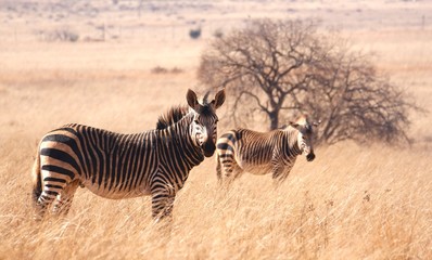 Fototapeta na wymiar The African zebra is grazed in the savanna