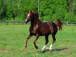 Galloping pure-bred Arabian horse