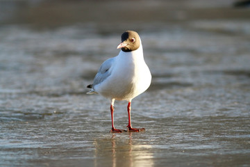 white seagull on the ice