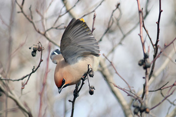 Waxwing on branches without leaves