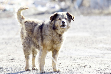 large mongrel barks