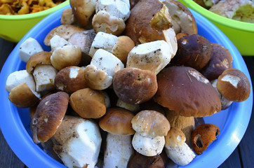 Edible mushrooms - detail of brown hats