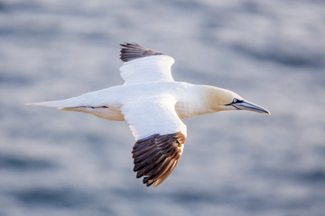 Northern gannet in flight, Cape St. Mary 's, Newfoundland
