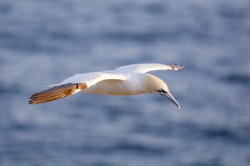 Nortthern gannet in flight, Cape St. Mary 's, Newfoundland