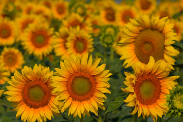 beautiful closeup sunflowers