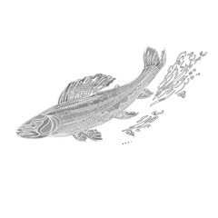 Trout salmonidae vintage engraved black vector