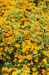 Zinnia angustifolia flowers