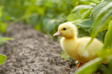 Baby duck in the garden