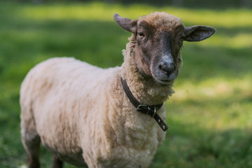 Sheep with collar