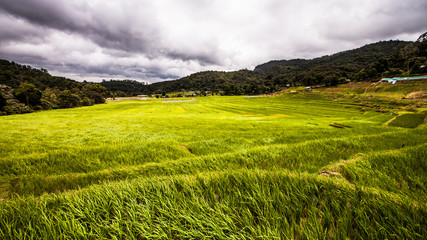 rice fields on terraced-green terraced rice fields.