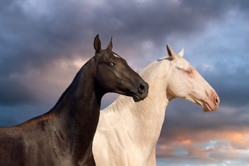 Fototapeta na wymiar Two akhal-teke horse portrait