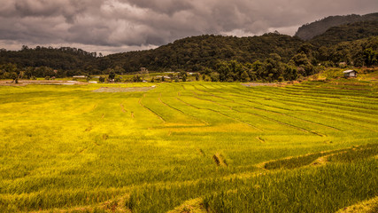 rice fields on terraced-green terraced rice fields.