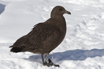 Antarctic skua chick standing on snow near the nesting area
