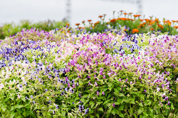 Torenia or Wishbone flowers