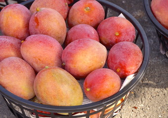Mango closeup