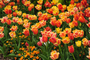Summertime meadow with yellow and red tulips
