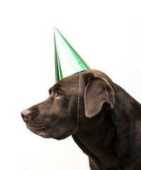 birthday labrador