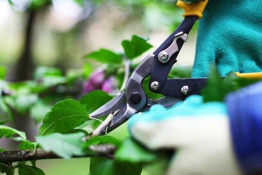 Gartenschere in Aktion
