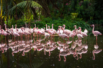A flock of pink flamingos and reflection in the water.