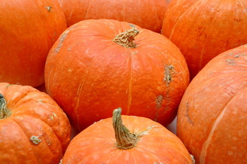 Pumpkin background