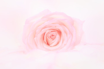 Fototapeta na wymiar Petals of rose