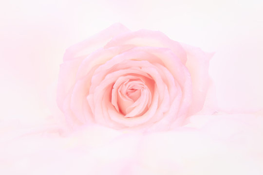 Petals of  rose