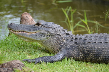 Close-up of an Alligator on grass near swamps