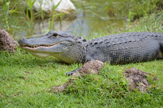 Alligator on grass near swamps