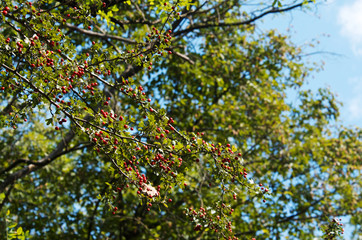 Fototapeta na wymiar Branch with berries in summer