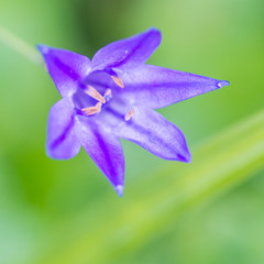 Triteleia Blue