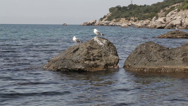 Seagulls on stones Coast