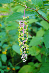 Hanging Wild Berries Growing in the Woods