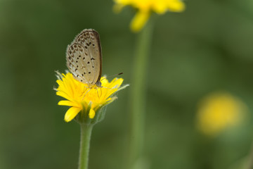 Beautiful Butterfly in the flower
