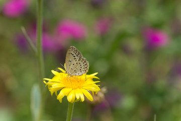 Beautiful Butterfly in the flower