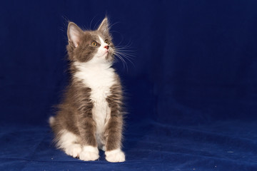 Maine Coon Blue/Withe