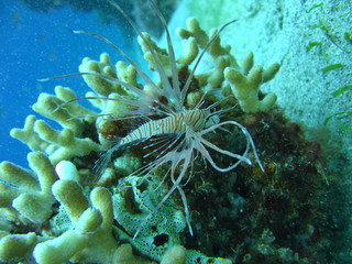 Sea life - a baby lionfish