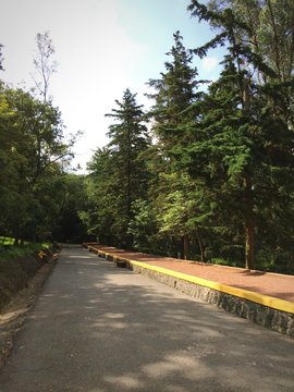 Bosque de Tlalpan