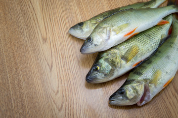 Perch fishes